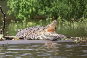 梦见抓鳄鱼什么预兆周公解梦