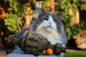 梦见巨型大猫是什么意思周公解梦