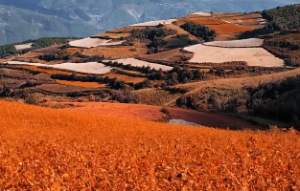 紫府朝垣格怎么是破格