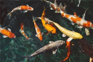 梦到很多鱼,很容易抓 我抓了好多鱼什么意思啊