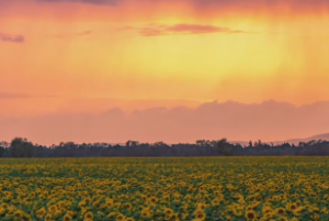 机梁加会格女命好不好