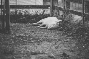 梦见死猪是什么意思有什么预兆解梦