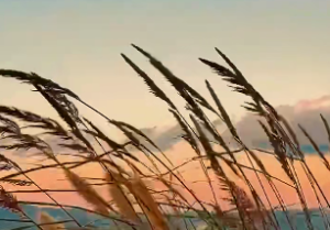 十二地支分别有什么类象