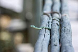 女人梦见蛇从嘴巴拽出来断了什么意思啊周公解梦