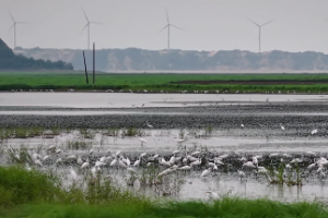 桑拓木命最好的婚配