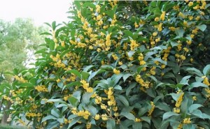 桂花树栽在哪里好