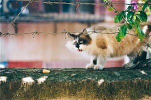 梦见野猫很凶的要攻击我被我打退了