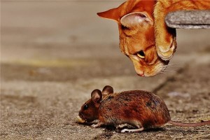 女人梦见猫捉老鼠什么征兆解梦
