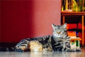 梦见被猫攻击和猫搏斗胜利