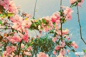 春分节气的民俗活动有哪些内容