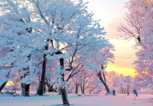 专旺格、从旺格、从强格