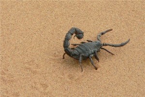男人梦到蝎子是什么预兆解梦