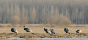  偏印(枭神)在四柱中的作用和意义