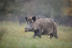 梦见野猪追我攻击我是什么意思周公解梦