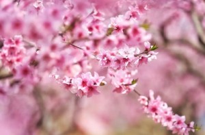 男命带桃花煞的后果