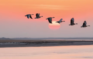 沙中金命啥意思