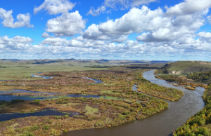 长流水遇到平地木好吗