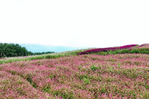 白蜡金忌讳什么东西