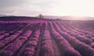 紫微斗数四化飞星在线详解