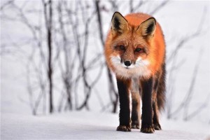 梦见红狐狸是什么意思周公解梦