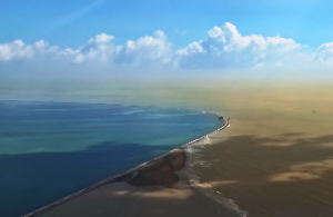 白蜡金克杨柳木怎样化解