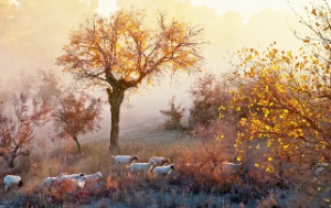 紫微斗数诸星落命宫之太阳星详解