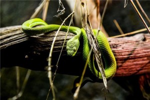 梦见绿蛇是什么预兆男人周公解梦