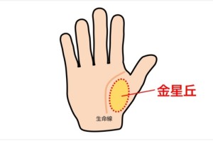 金星丘饱满代表什么