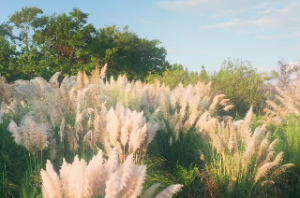 长流水命怎么样？