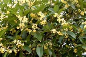 桂花树最旺的属相