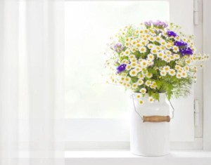 家居风水植物禁忌大全