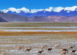 山头火可以戴金饰吗