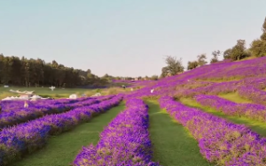 未时是什么时辰几点