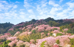 紫微在事业宫是几把手