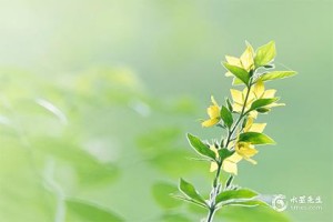 小满如何养生之饮食调养