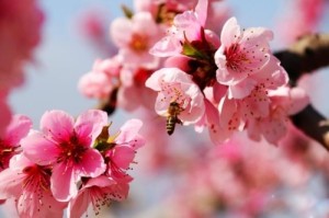 桃花劫一般要缠多久