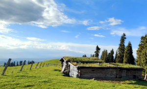 魁钺凶冲格怎样化解