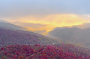 狐狸在玄学中代表什么