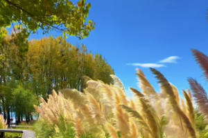 紫微斗数专业术语