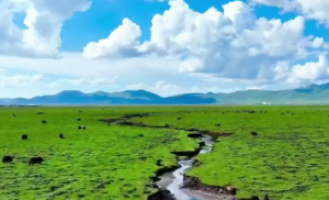 钗钏金和什么最好