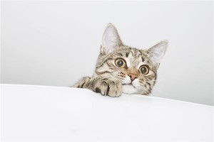 梦到被猫咬了手是怎么回事周公解梦