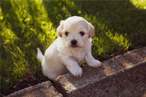 梦见狗下崽是吉兆吗周公解梦