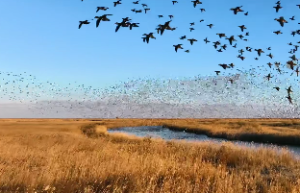 夫妻之间谈情说爱