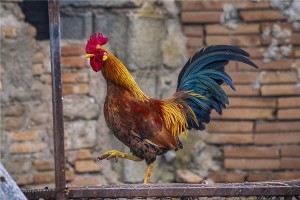 孕妇梦见公鸡是胎梦吗周公解梦