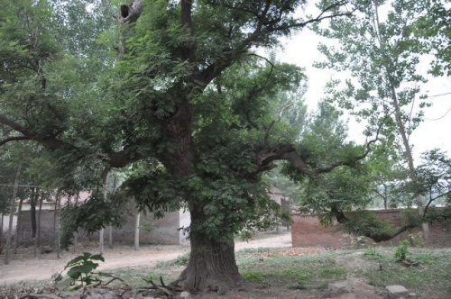门前种什么树风水好又旺财 门前种什么树风水好又旺财