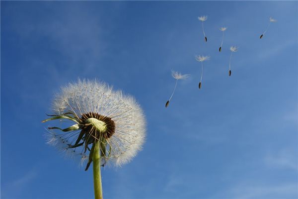梦见和风是什么意思 梦见和风是什么意思